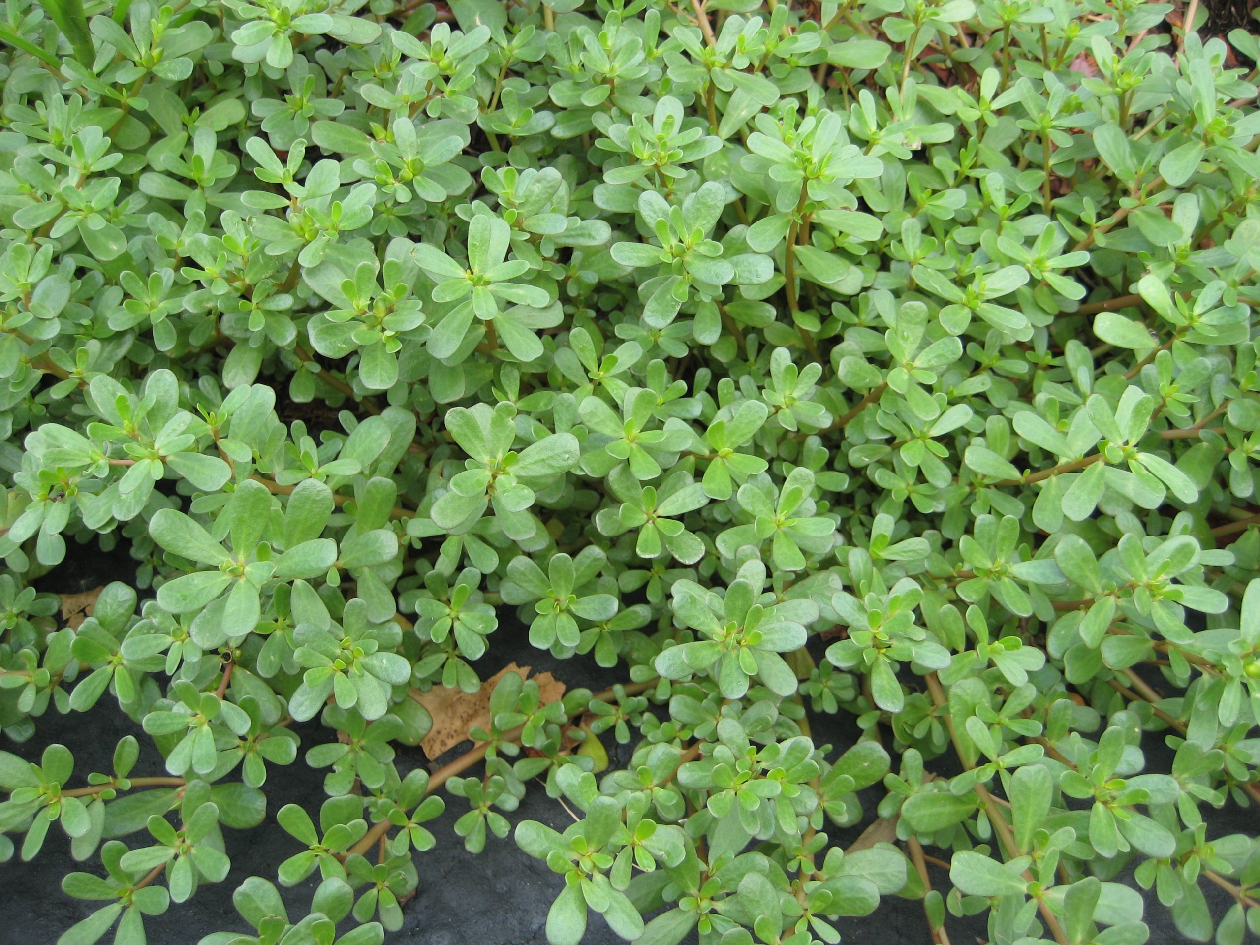 purslane